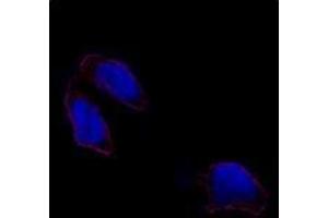 Image no. 2 for anti-POU Class 5 Homeobox 1 (POU5F1) (N-Term) antibody (ABIN357427) (OCT4 抗体  (N-Term))