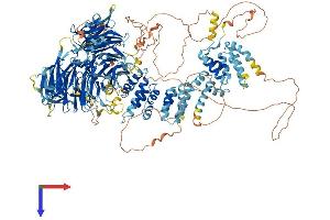 AlphaFold protein structure predicition of Mouse Recombinant Ric1 Protein, UniprotID Q69ZJ7