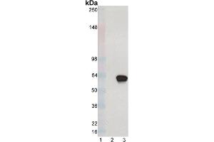 Western blot analysis of XBP-1S mAb (8F6. (XBP1 抗体  (C-Term))