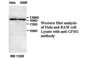 Image no. 1 for anti-G-Elongation Factor, Mitochondrial 1 (GFM1) antibody (ABIN791156) (GFM1 抗体)