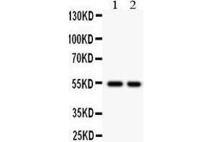 Observed bind size: 54KD (CSTA 抗体  (AA 8-98))