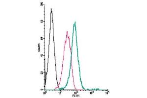 Cell surface detection of Plexin-C1 by direct flow cytometry in live intact human  monocytic leukemia cell line: + Rabbit IgG isotype control-FITC. (Plexin C1 抗体  (Extracellular) (FITC))
