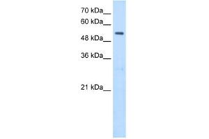 WB Suggested Antibody Titration:  2. (SHMT2 抗体  (N-Term))