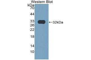 Detection of Recombinant EGF, Mouse using Polyclonal Antibody to Epidermal Growth Factor (EGF) (EGF 抗体  (AA 977-1029))
