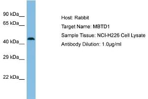 Host: Rabbit Target Name: MBTD1 Sample Type: NCI-H226 Whole Cell lysates Antibody Dilution: 1.