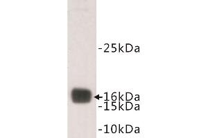 Western Blotting (WB) image for anti-Transthyretin (TTR) antibody (ABIN1854964) (TTR 抗体)