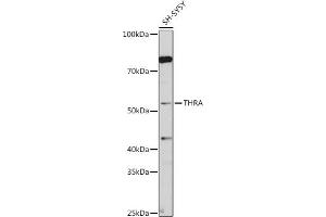 Western blot analysis of extracts of SH-SY5Y cells, using THRA antibody (ABIN6128827, ABIN6149127, ABIN7101779 and ABIN7101780) at 1:1000 dilution. (THRA 抗体  (AA 100-200))