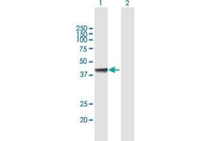 Western Blot analysis of FOSL2 expression in transfected 293T cell line by FOSL2 MaxPab polyclonal antibody.