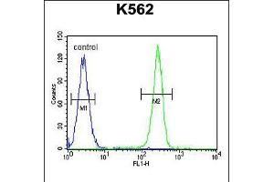 Flow cytometric analysis of K562 cells (right histogram) compared to a negative control cell (left histogram). (OR52D1 抗体  (C-Term))