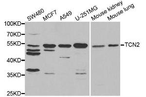 Western blot analysis of extracts of various cell lines, using TCN2 antibody. (TCN2 抗体  (AA 19-250))