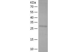 Western Blotting (WB) image for Protocadherin beta 4 (PCDHb4) (AA 148-437) protein (His tag) (ABIN7124700) (PCDHb4 Protein (AA 148-437) (His tag))
