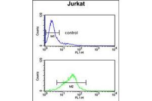 Flow cytometric analysis of Jurkat cells (bottom histogram) compared to a negative control cell (top histogram).