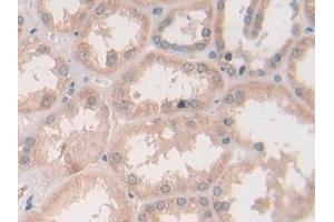 Immunohistochemistry (IHC) image for anti-Syntaxin 2 (STX2) (AA 8-262) antibody (ABIN7435208)