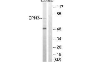 Western blot analysis of extracts from K562 cells, using EPN3 antibody. (EPN3 抗体)