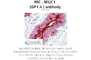 Image no. 1 for anti-Mucin 1 (MUC1) antibody (ABIN1724386) (MUC1 抗体)