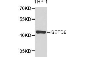 Western blot analysis of extracts of THP-1 cells, using SETD6 antibody (ABIN2970694) at 1/1000 dilution. (SETD6 抗体)