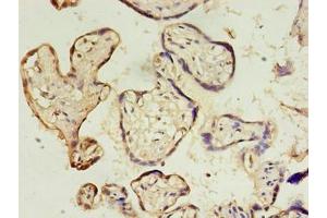 Immunohistochemistry of paraffin-embedded human placenta tissue using ABIN7149824 at dilution of 1:100 (DPPA4 抗体  (AA 11-264))