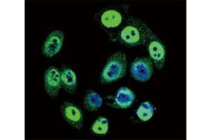 Confocal immunofluorescent analysis of phospho-SMAD4 antibody with HeLa cells followed by Alexa Fluor 488-conjugated goat anti-rabbit lgG (green).