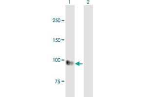Western Blotting (WB) image for anti-Egf-Like Module Containing, Mucin-Like, Hormone Receptor-Like 1 (EMR1) (AA 1-821) antibody (ABIN515273)