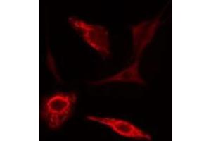 ABIN6276954 staining 293 cells by IF/ICC. (Peroxiredoxin 2 抗体  (C-Term))