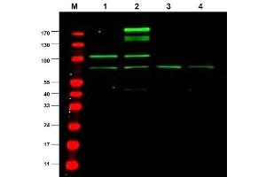 Image no. 1 for anti-Ras Responsive Element Binding Protein 1 (RREB1) antibody (ABIN401031) (RREB1 抗体)