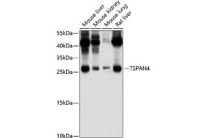 Western blot analysis of extracts of various cell lines, using TSP/NAG-2 antibody (ABIN6129688, ABIN6149635, ABIN6149636 and ABIN6214433) at 1:1000 dilution. (TSPAN4 抗体  (AA 107-201))