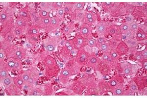Anti-FTH1 antibody IHC staining of human liver. (FTH1 抗体)