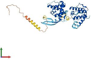 AlphaFold protein structure predicition of Human Recombinant PARVB Protein, UniprotID Q9HBI1