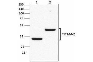 Western Blotting (WB) image for anti-Toll-Like Receptor Adaptor Molecule 2 (TICAM2) antibody (ABIN2665412) (TICAM2 抗体)