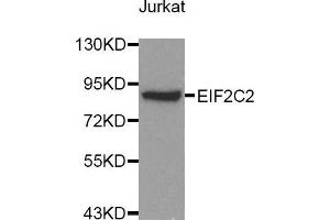 Western blot analysis of extracts of Jurkat cell lines, using AGO2 antibody. (AGO2 抗体)