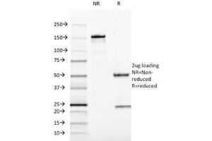 SDS-PAGE Analysis of Purified, BSA-Free SOX10 Antibody (clone SOX10/991). (SOX10 抗体  (AA 115-269))