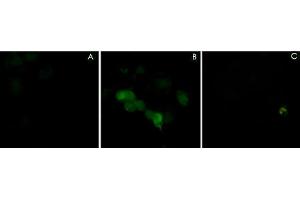 Immunocytochemical labeling using PLXNA1 polyclonal antibody  in COS-7 cells mock transfected (A) or transfected with Myc-tagged mouse PLXNA1 construct (B). (Plexin A1 抗体  (N-Term))