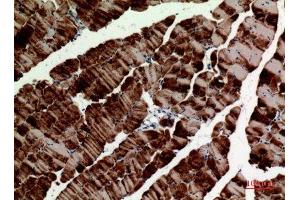 Immunohistochemistry (IHC) analysis of paraffin-embedded Mouse Muscle, antibody was diluted at 1:100. (alpha Tubulin 抗体)