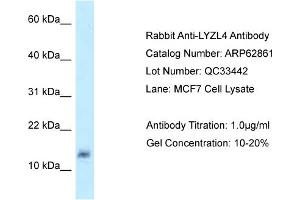 Western Blotting (WB) image for anti-Lysozyme-Like 4 (LYZL4) (Middle Region) antibody (ABIN2789271)