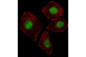 Fluorescent image of A549 cell stained with ZN Antibody (N-term) (ABIN1539171 and ABIN2849572). (ZNF187 抗体  (N-Term))