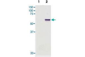Western blot of whole COS cell extracts using Lgi4 monoclonal antibody, clone KT18 . (LGI4 抗体)