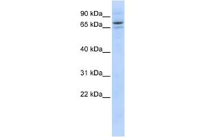 WB Suggested Anti-SEC23B Antibody Titration: 0. (Sec23 Homolog B 抗体  (Middle Region))