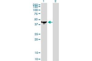 Western Blot analysis of NCK1 expression in transfected 293T cell line by NCK1 monoclonal antibody (M01), clone 1A1. (NCK1 抗体  (AA 185-294))
