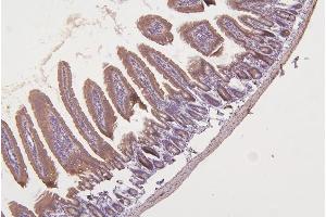 IHC analysis of TXN2 using anti-TXN2 antibody (ABIN7602150).