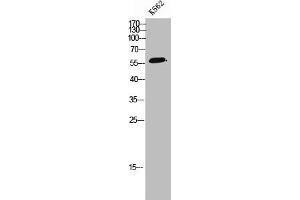 Western Blot analysis of K562 cells using POLR3C Polyclonal Antibody