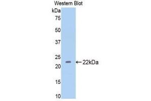 Western Blotting (WB) image for anti-Thrombospondin 1 (THBS1) (AA 957-1129) antibody (ABIN1860744)