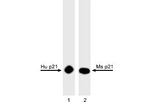 Western Blotting (WB) image for anti-Cyclin-Dependent Kinase Inhibitor 1A (p21, Cip1) (CDKN1A) antibody (ABIN967527) (p21 抗体)