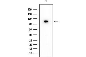 anti-FAST Kinase Domains 5 (FASTKD5) (Internal Region) antibody