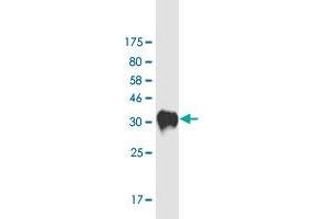 Western Blot detection against Immunogen (33.
