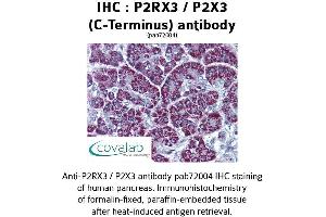 Image no. 1 for anti-Purinergic Receptor P2x, Ligand-Gated Ion Channel, 3 (P2RX3) (C-Term), (Cytoplasmic Domain) antibody (ABIN1737742) (P2RX3 抗体  (C-Term, Cytoplasmic Domain))