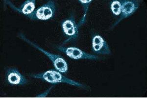 Immunofluorescent staining of HeLa cells. (CDKN1B 抗体  (AA 1-197))