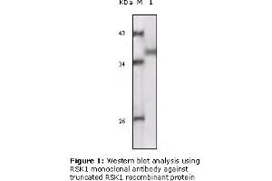 Western Blotting (WB) image for anti-Ribosomal Protein S6 Kinase, 90kDa, Polypeptide 1 (RPS6KA1) (truncated) antibody (ABIN2464100) (RPS6KA1 抗体  (truncated))