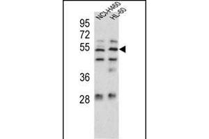 Sestrin-1 Antibody (C-term) (ABIN391992 and ABIN2841780) western blot analysis in NCI-,HL-60 cell line lysates (35 μg/lane). (SESN1 抗体  (C-Term))