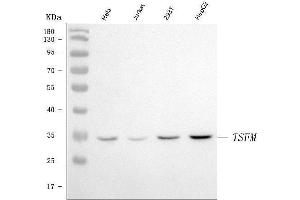 Western blot analysis of EF-Ts/TSFM using anti-EF-Ts/TSFM antibody (ABIN7599272).