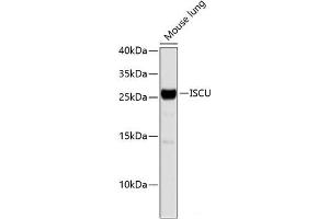 Western blot analysis of extracts of Mouse lung using ISCU Polyclonal Antibody. (ISCU 抗体)